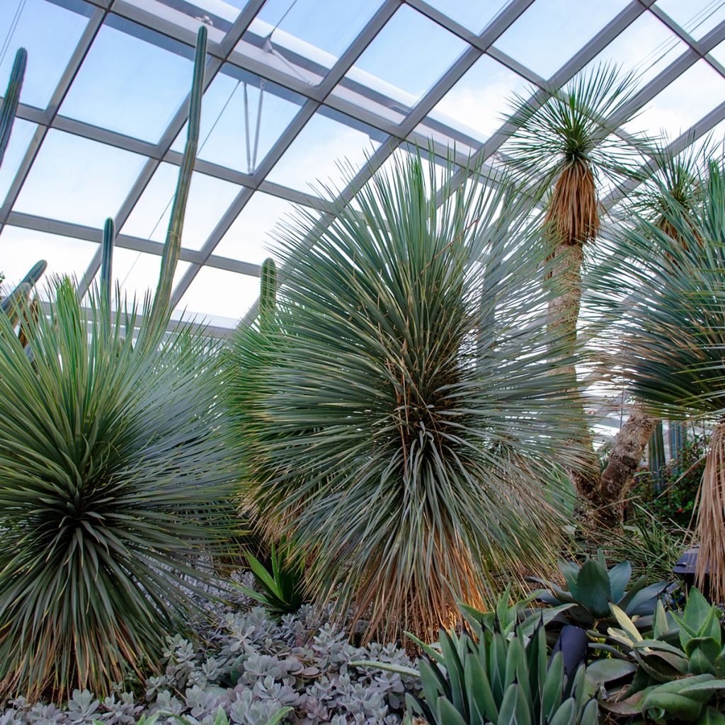 Yucca rostrata Sapphire Skies - Palmlelie