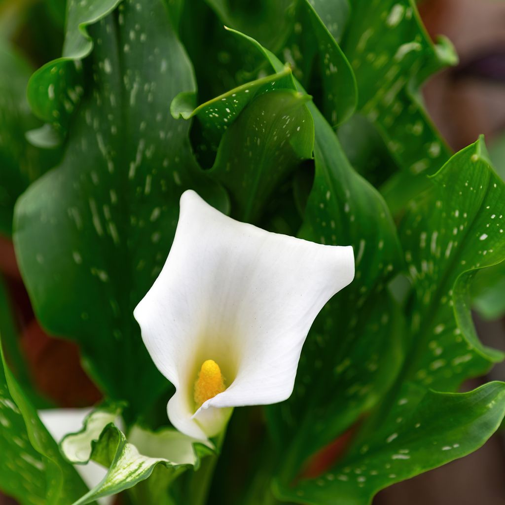 Zantedeschia aethiopica Prince Amaël - Witte aronskelk