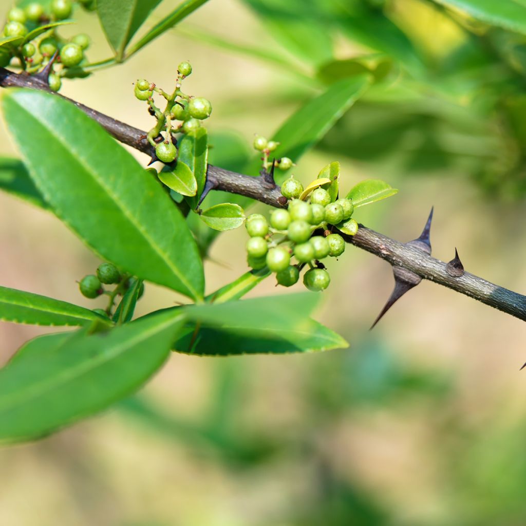 Zanthoxylum armatum - Timut peper