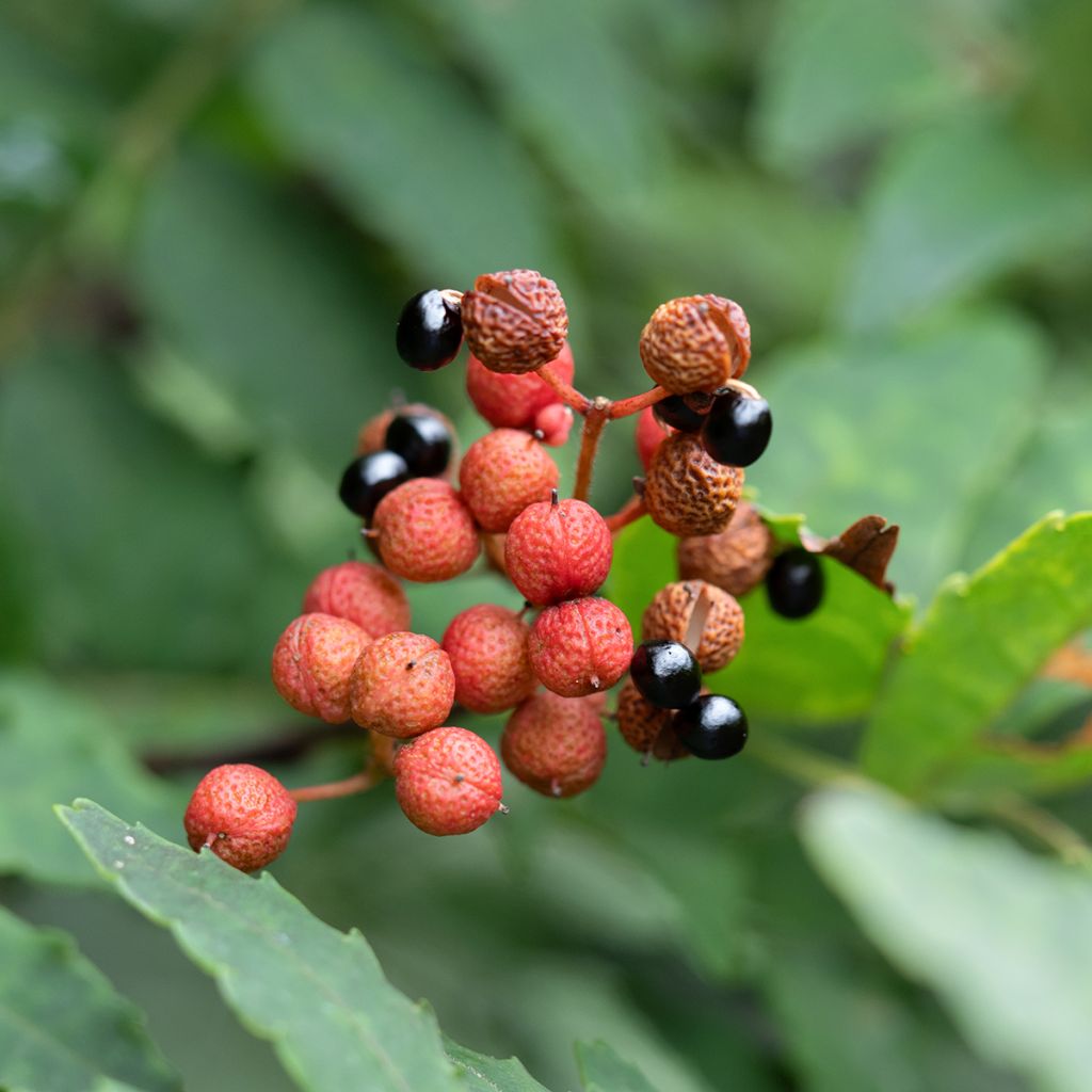 Zanthoxylum piperitum - Japanse peperboom
