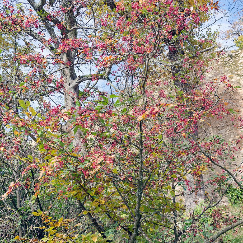 Zanthoxylum simulans - Japanse peper