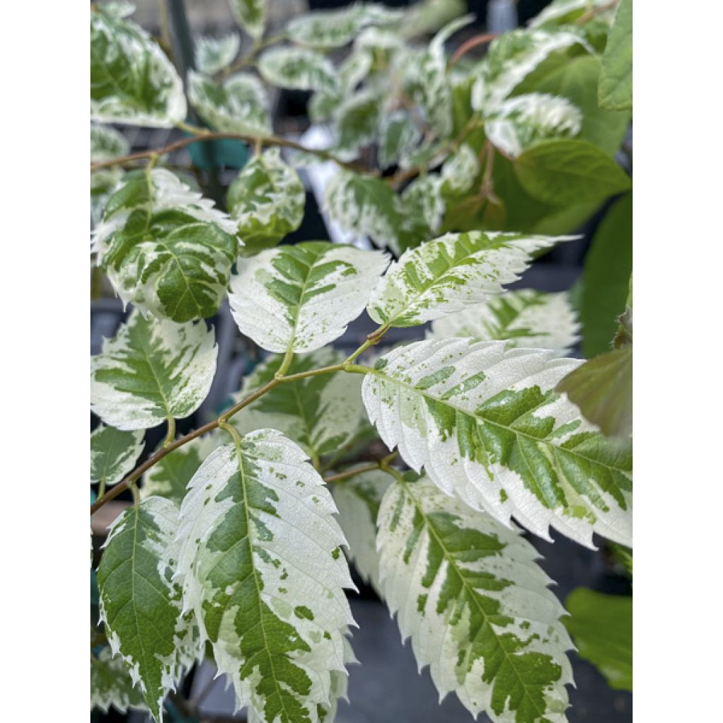 Zelkova serrata Variegata - Japanse zelkova bont