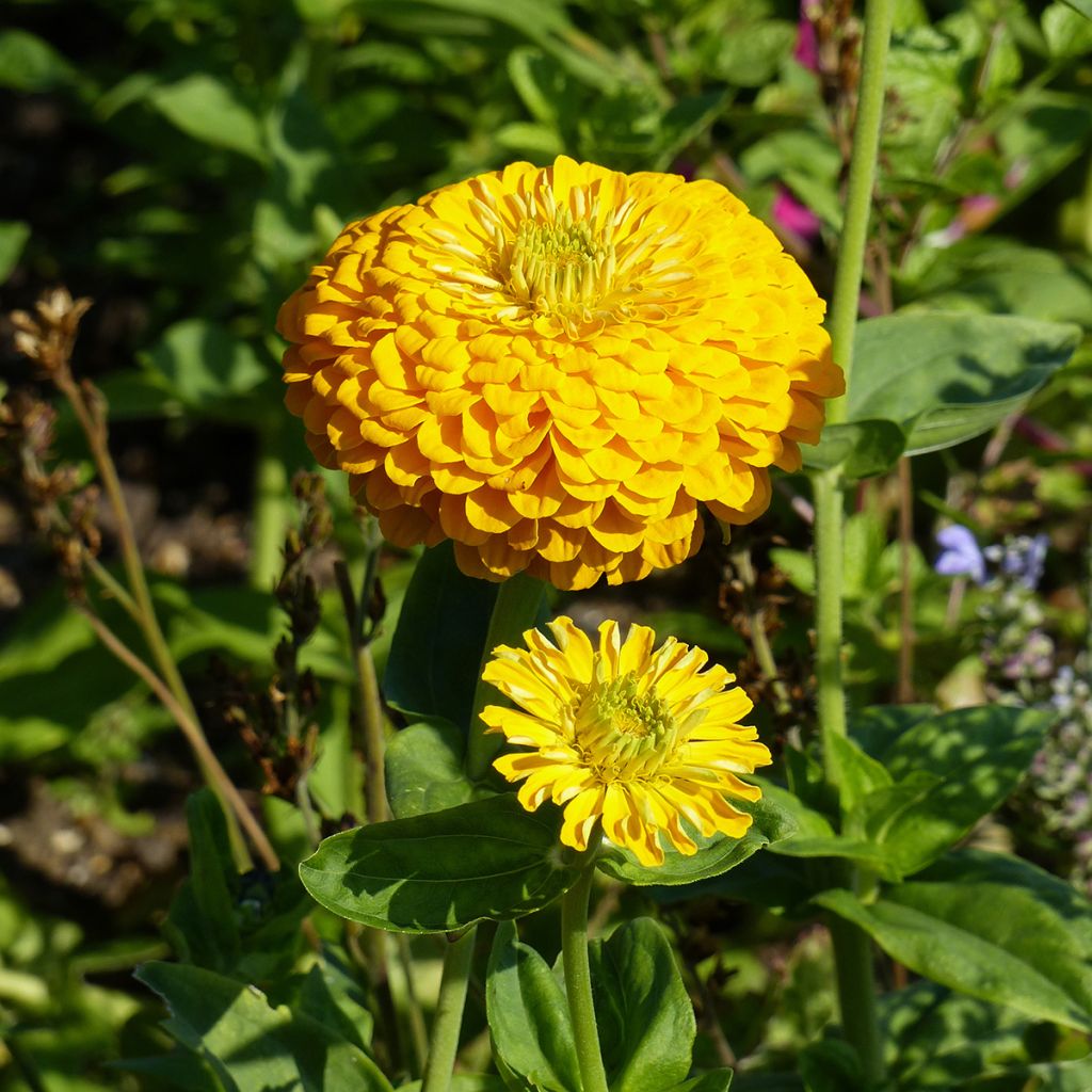 Zinnia elegans Canary Bird (zaad) - Zahara-bloem