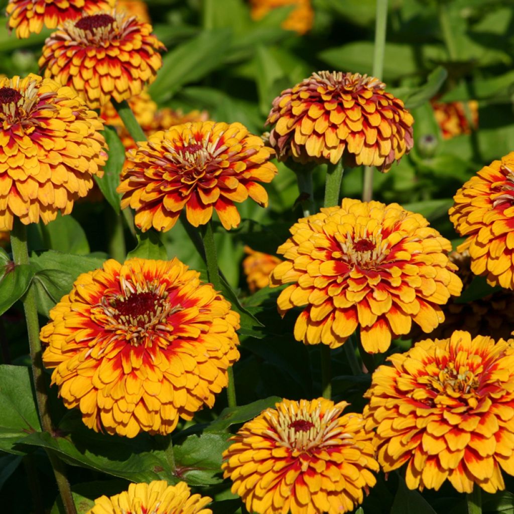 Zinnia elegans Macarenia (zaad) - Zahara-bloem
