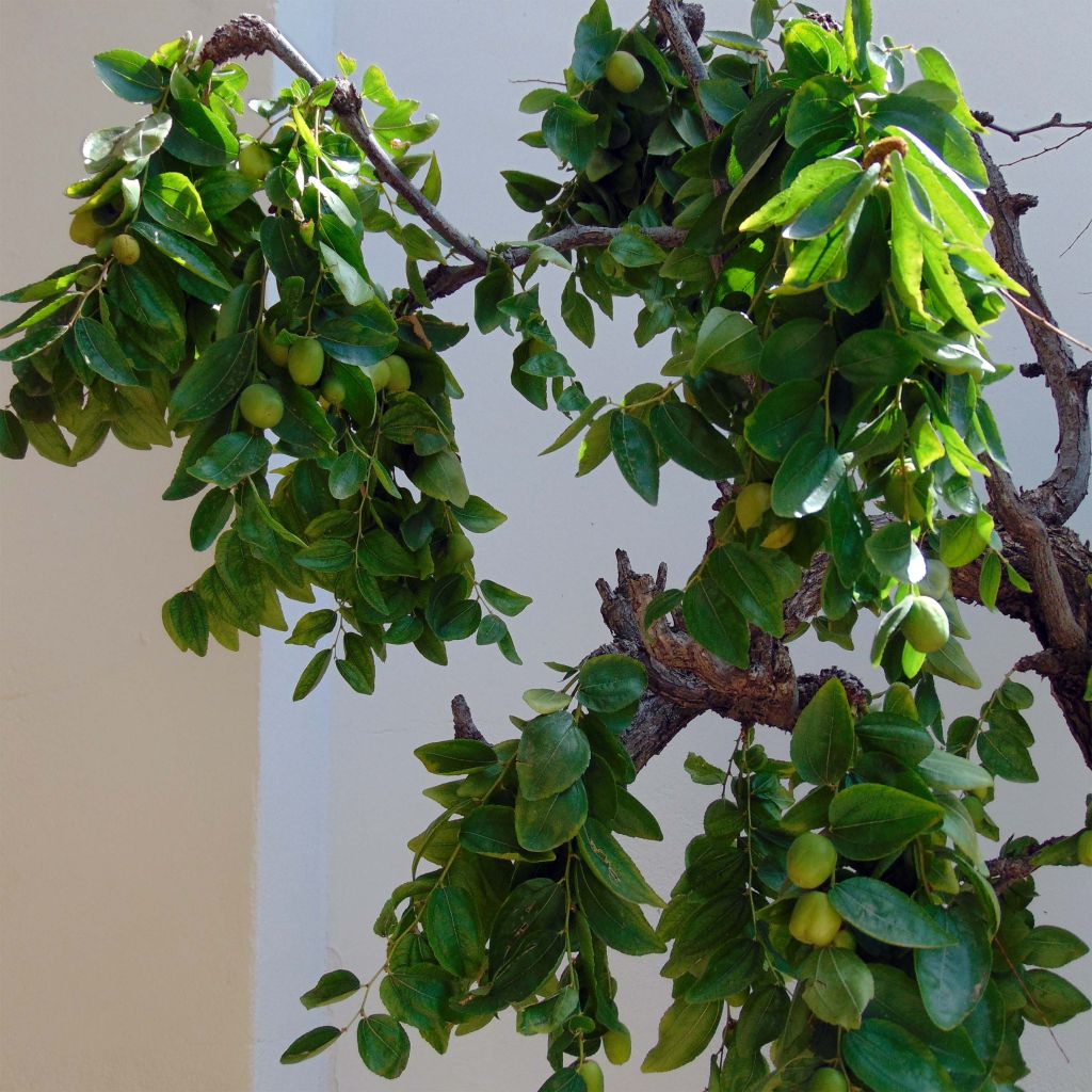 Ziziphus jujuba - Chinese dadel