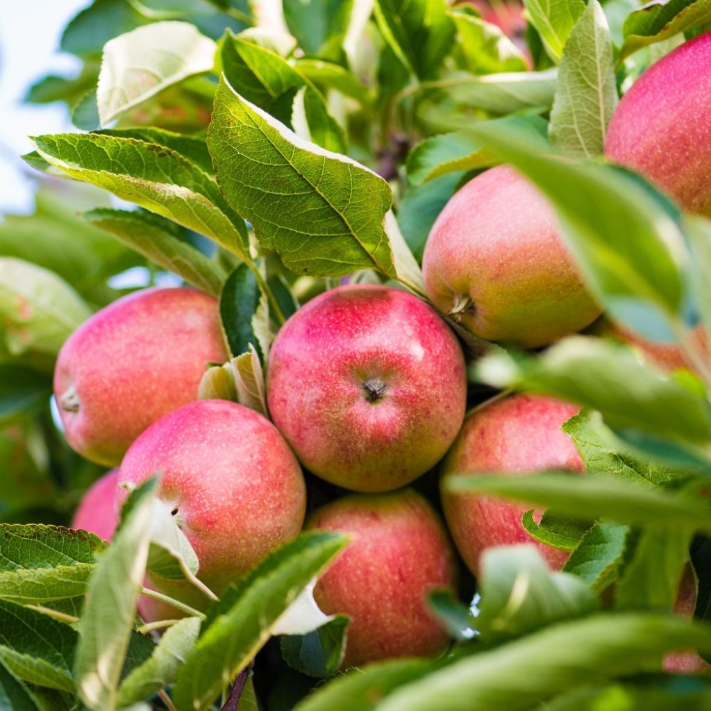 Appelboom Royal Gala