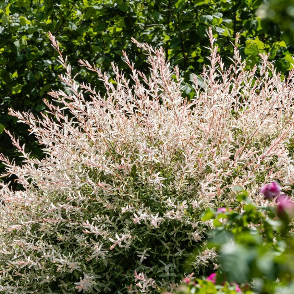 Salix integra Hakuro Nishiki - Bonte wilg