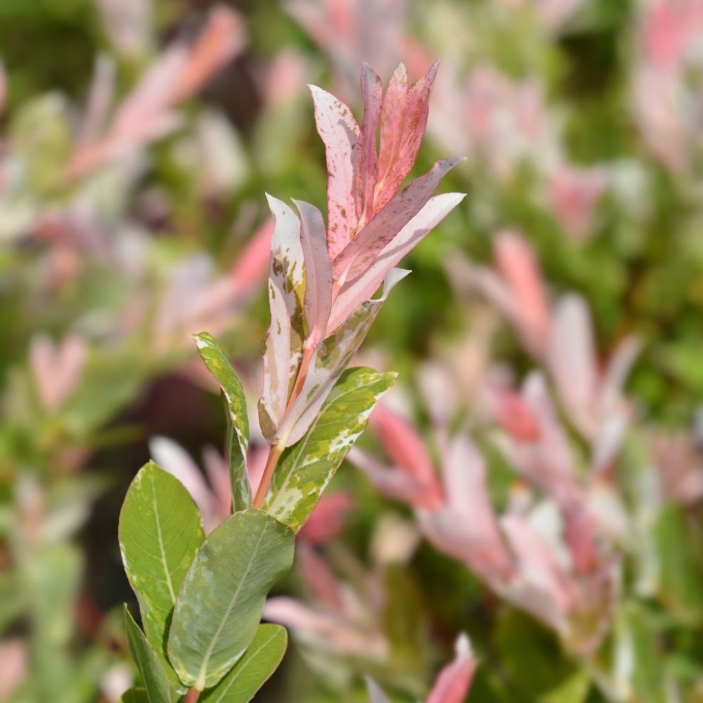 Salix integra Hakuro Nishiki - Bonte wilg