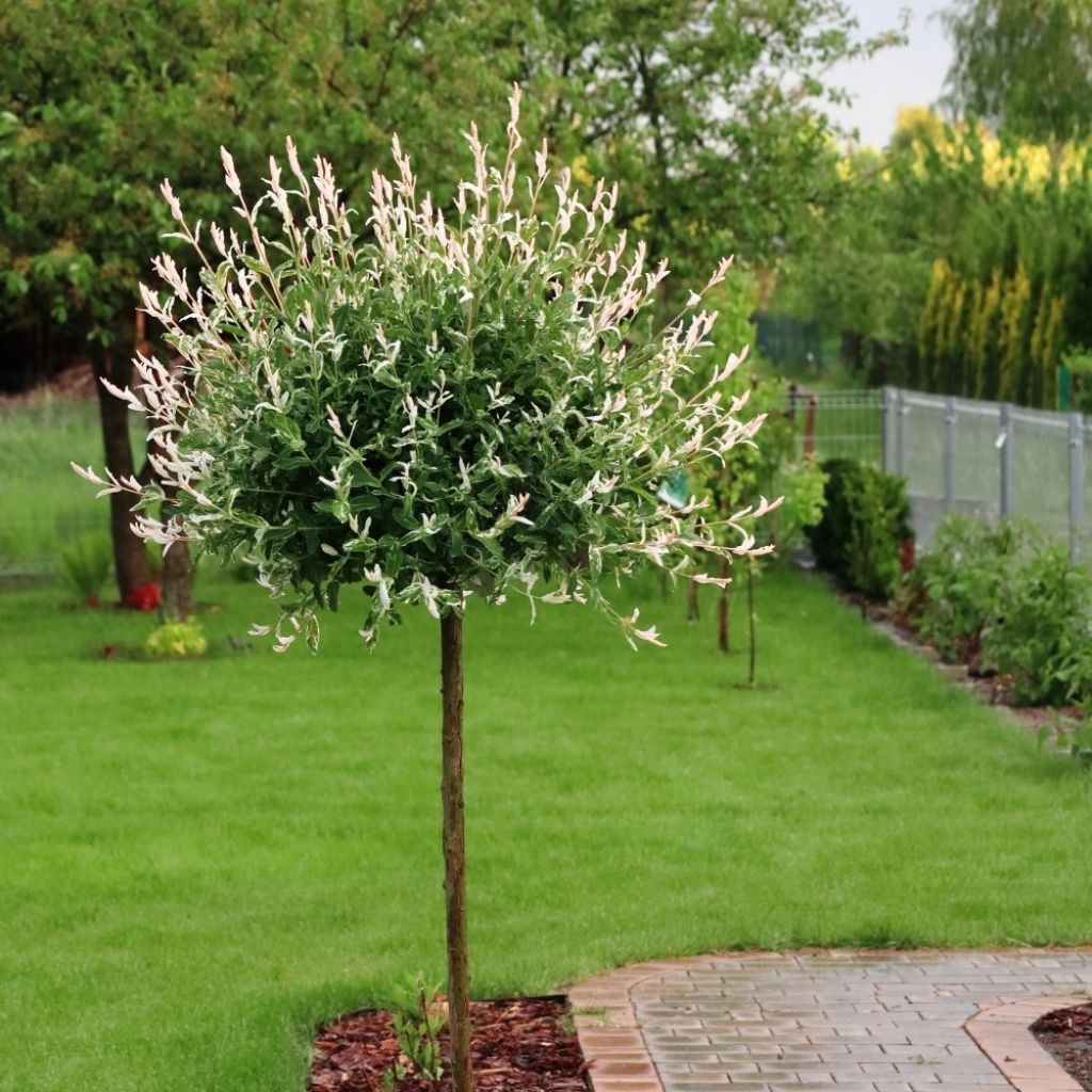 Salix integra Hakuro Nishiki - Bonte wilg