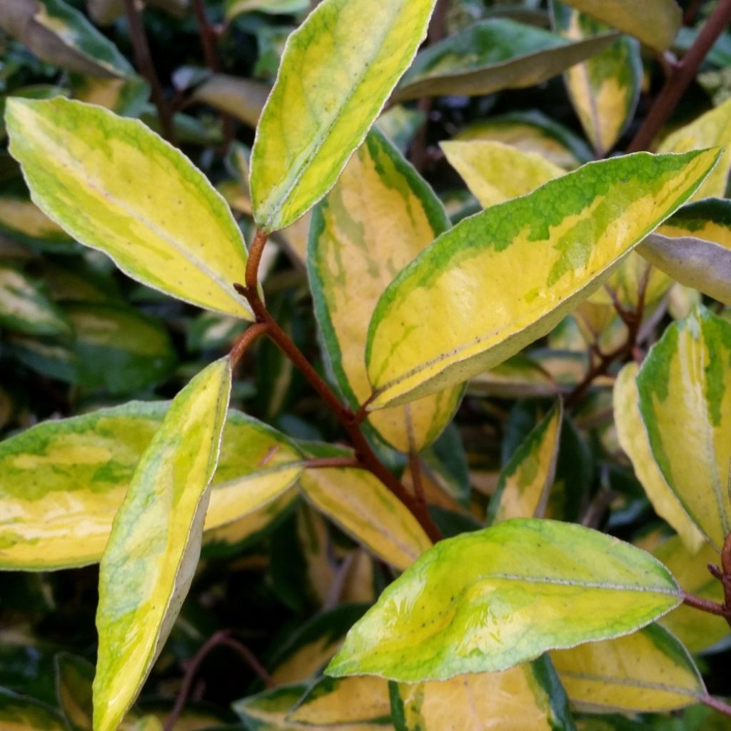 Elaeagnus ebbingei Limelight - Olijfwilg
