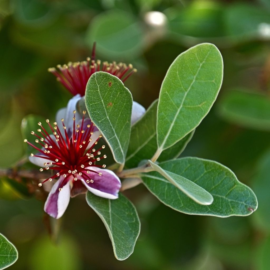 Ananasguave - Acca sellowiana