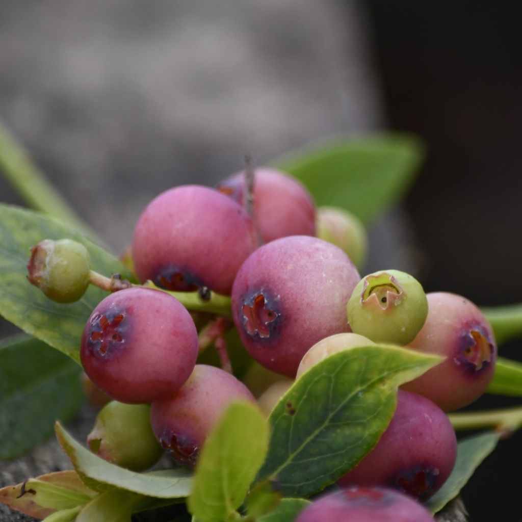 Bosbes Pink Lemonade