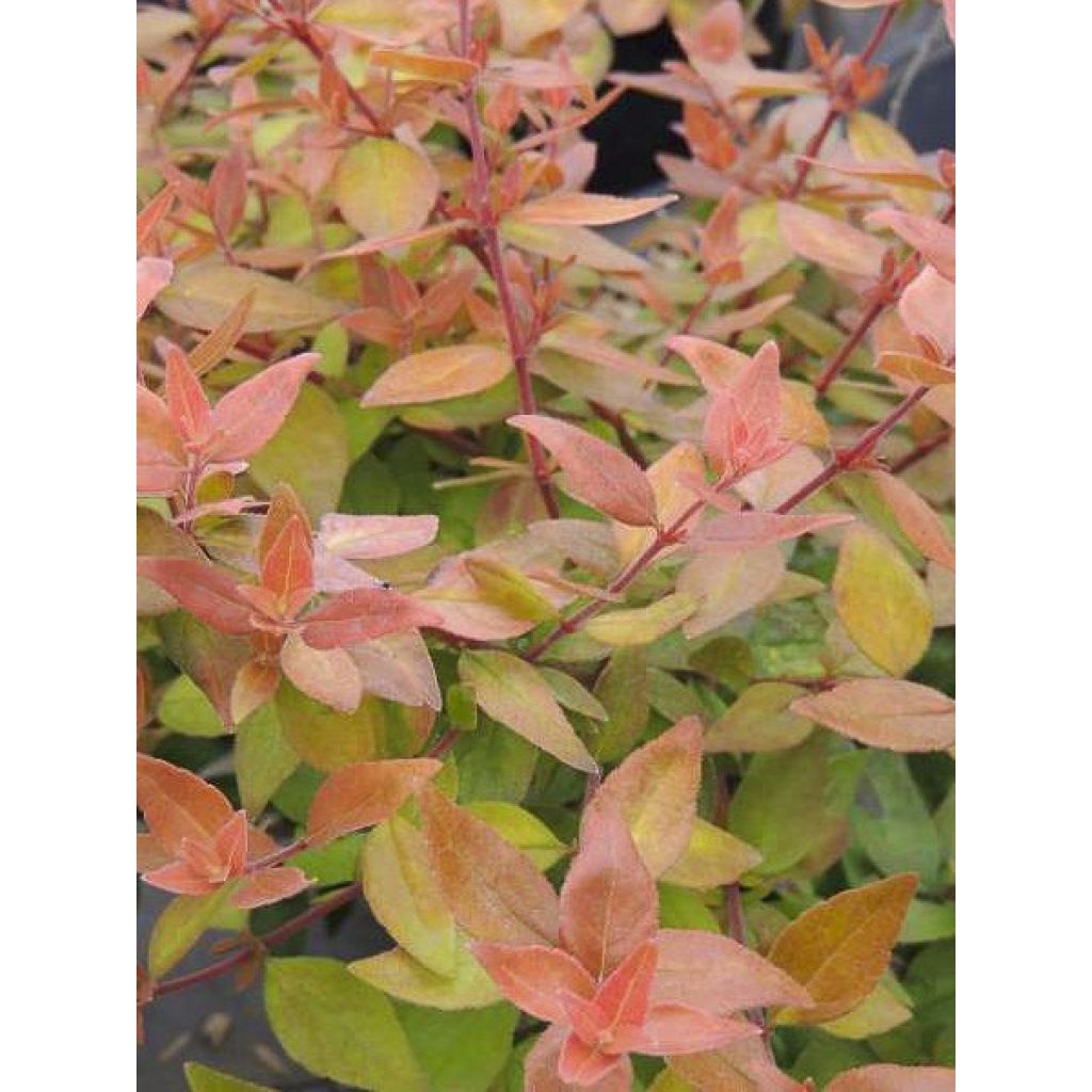 Abelia Caramel Charm - Glanzende abelia
