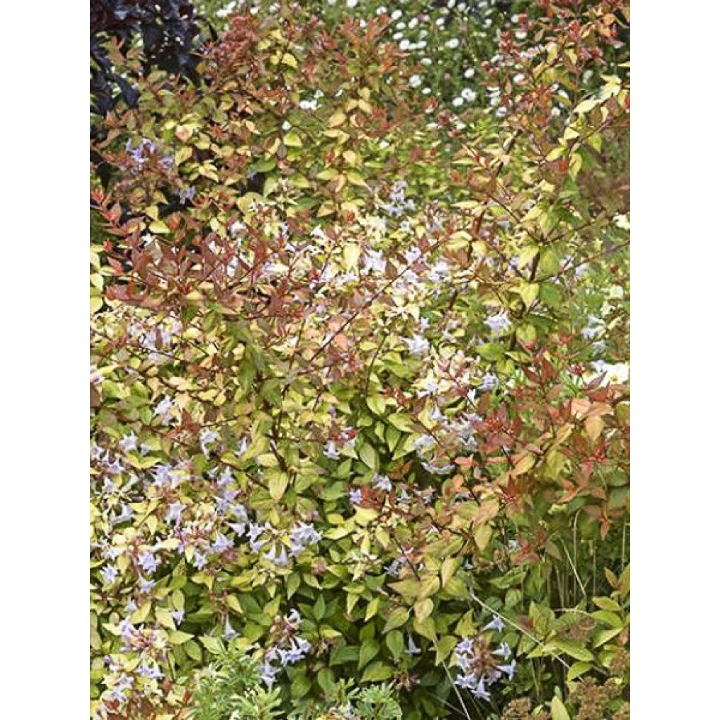 Abelia Caramel Charm - Glanzende abelia