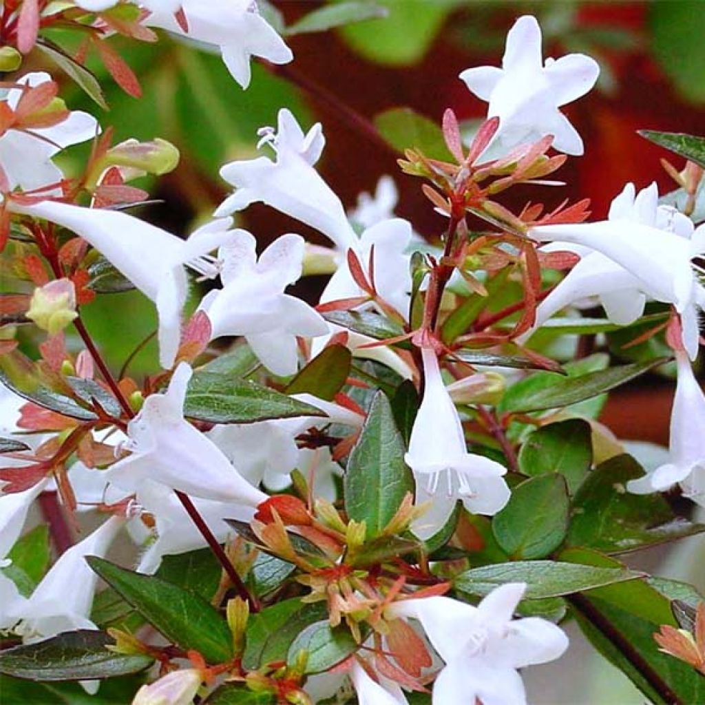 Glanzende abelia Kaleidoscope