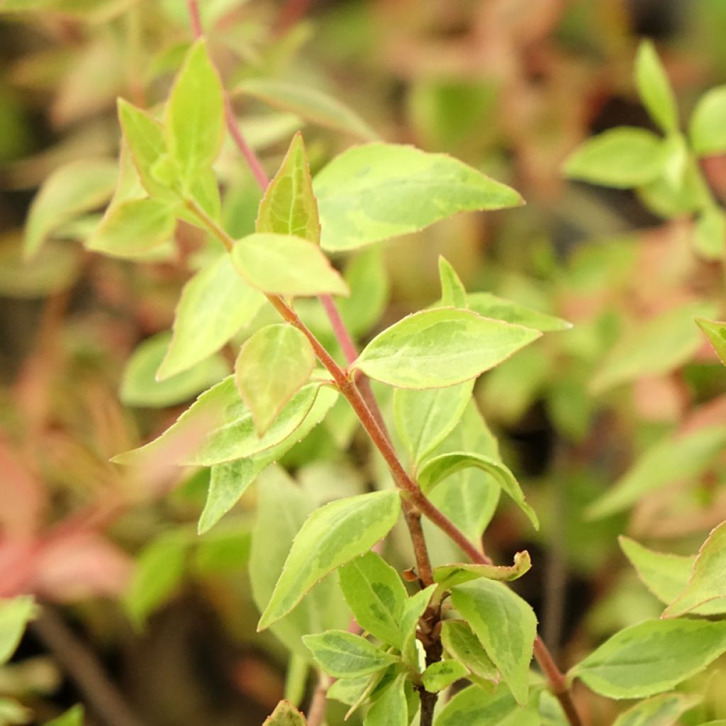 Glanzende abelia Sunshine Daydream