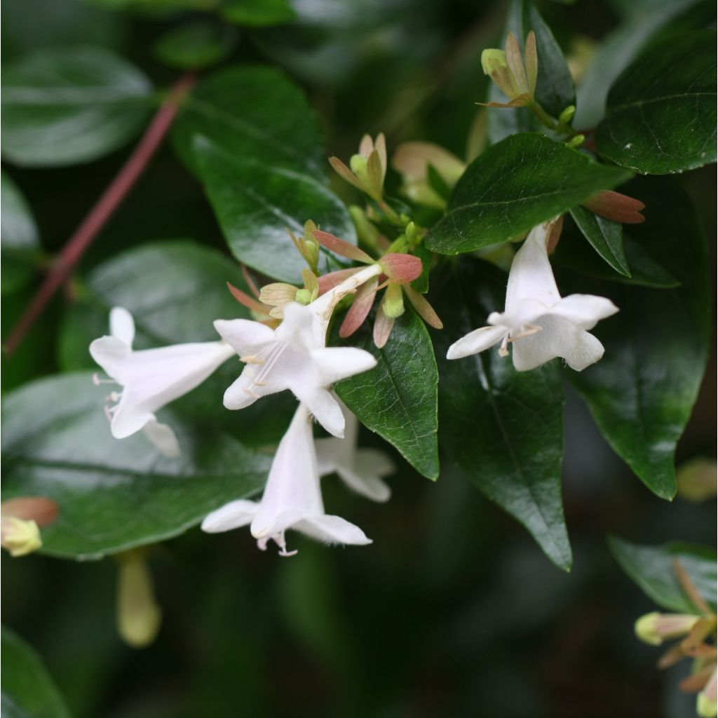 Abelia grandiflora - Glanzende abelia