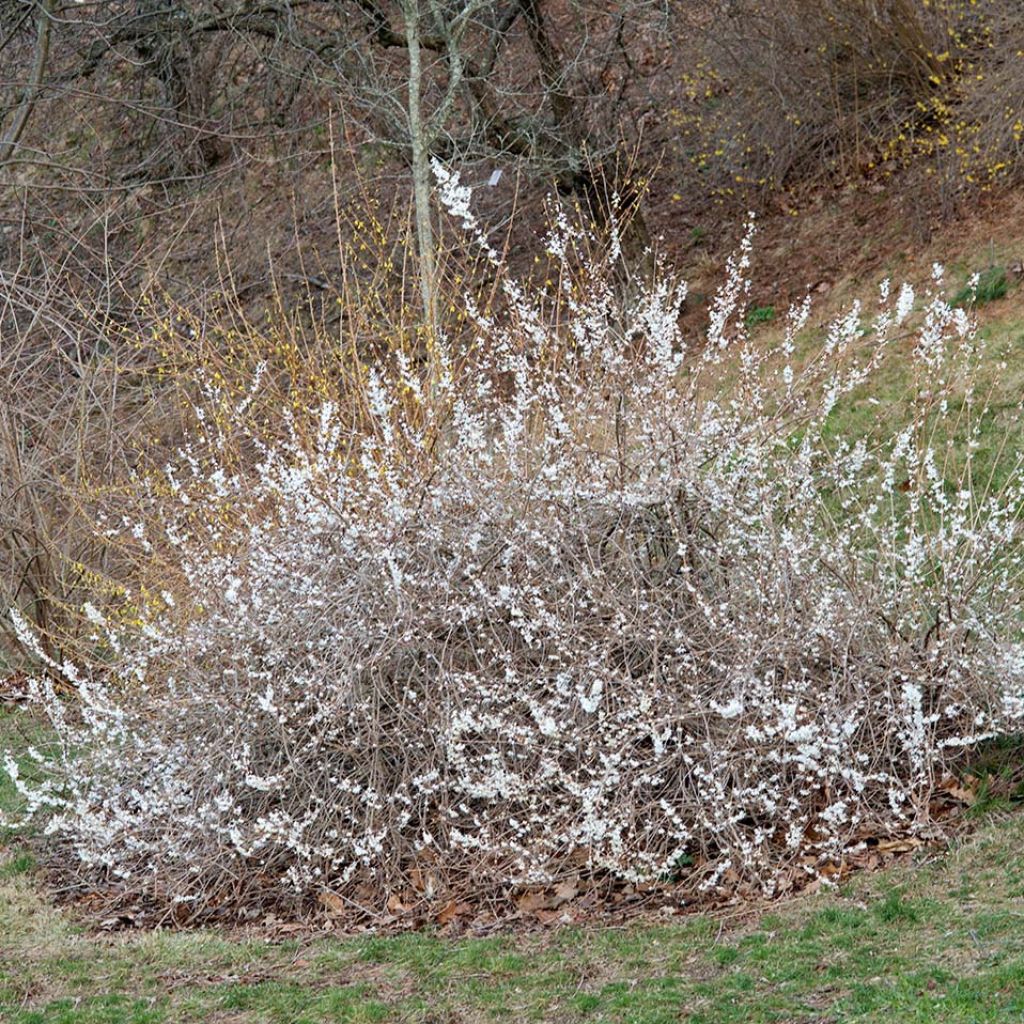 Abeliophyllum distichum Roseum - Witte forsythia