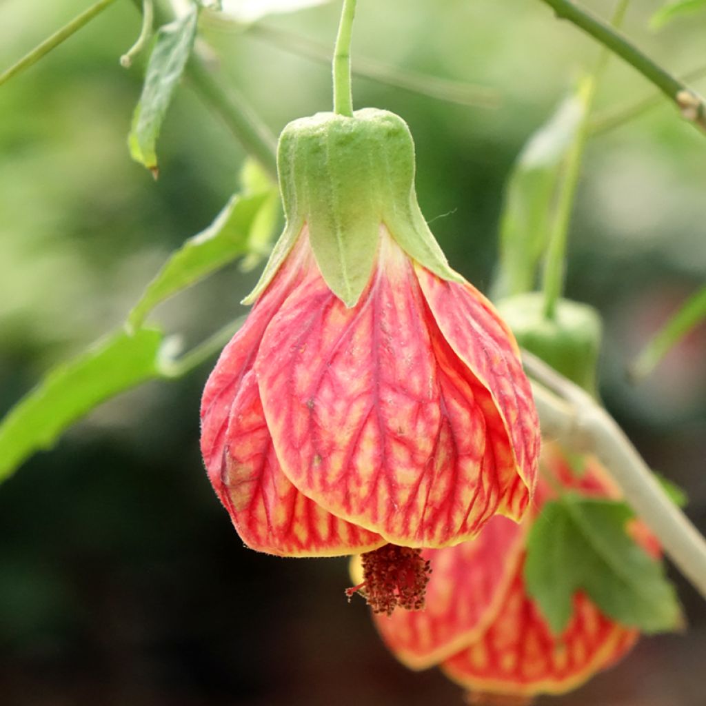 Abutilon striatum Redvein - Chinese lantaarn