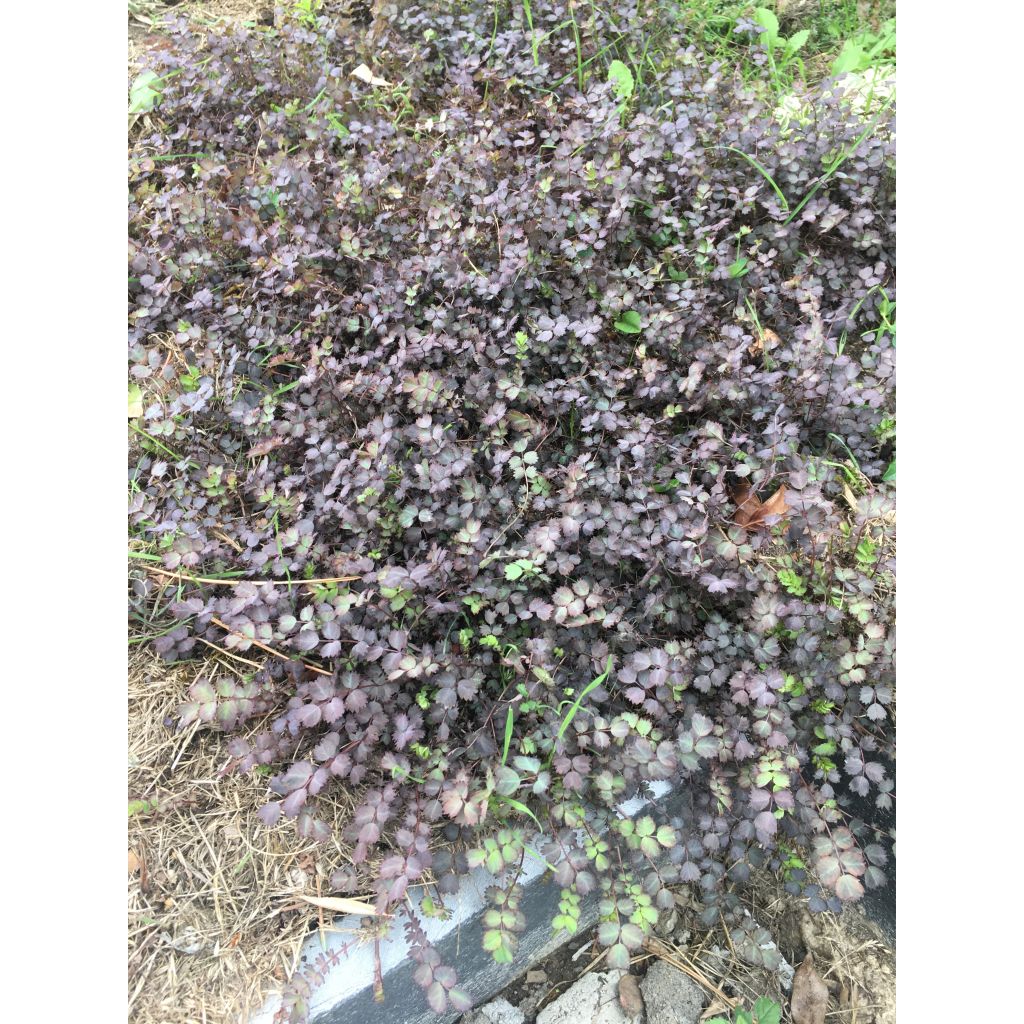 Acaena inermis Purpurea - Stekelnootje