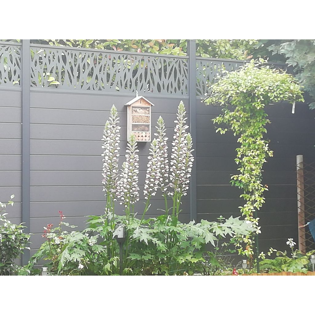 Acanthus hungaricus White Lips - Hongaarse berenklauw