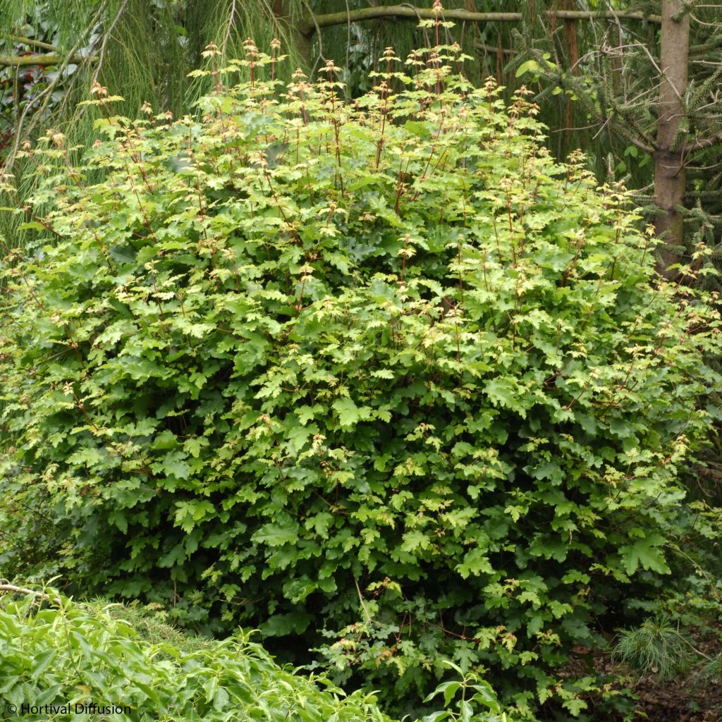 Acer campestre Nanum - Dwergveldesdoorn