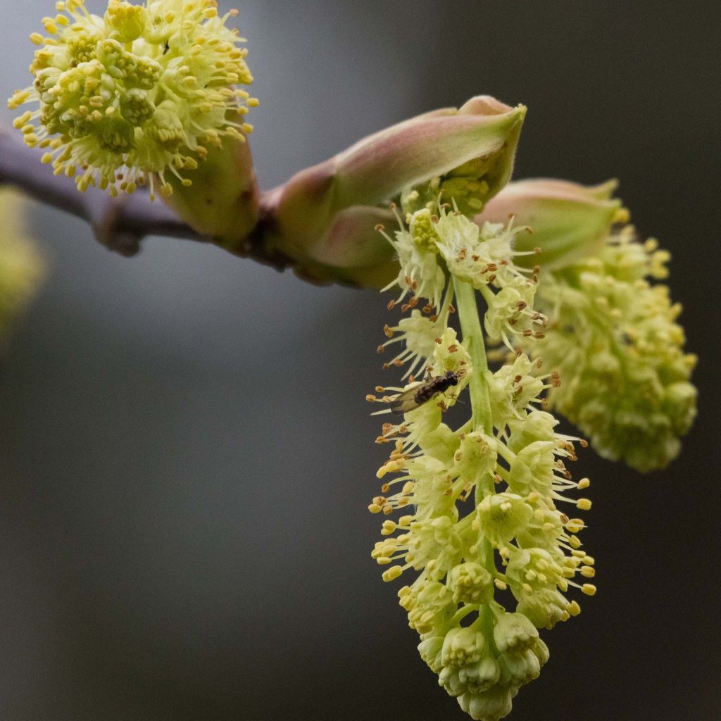 Acer macrophyllum - Grootbladige esdoorn