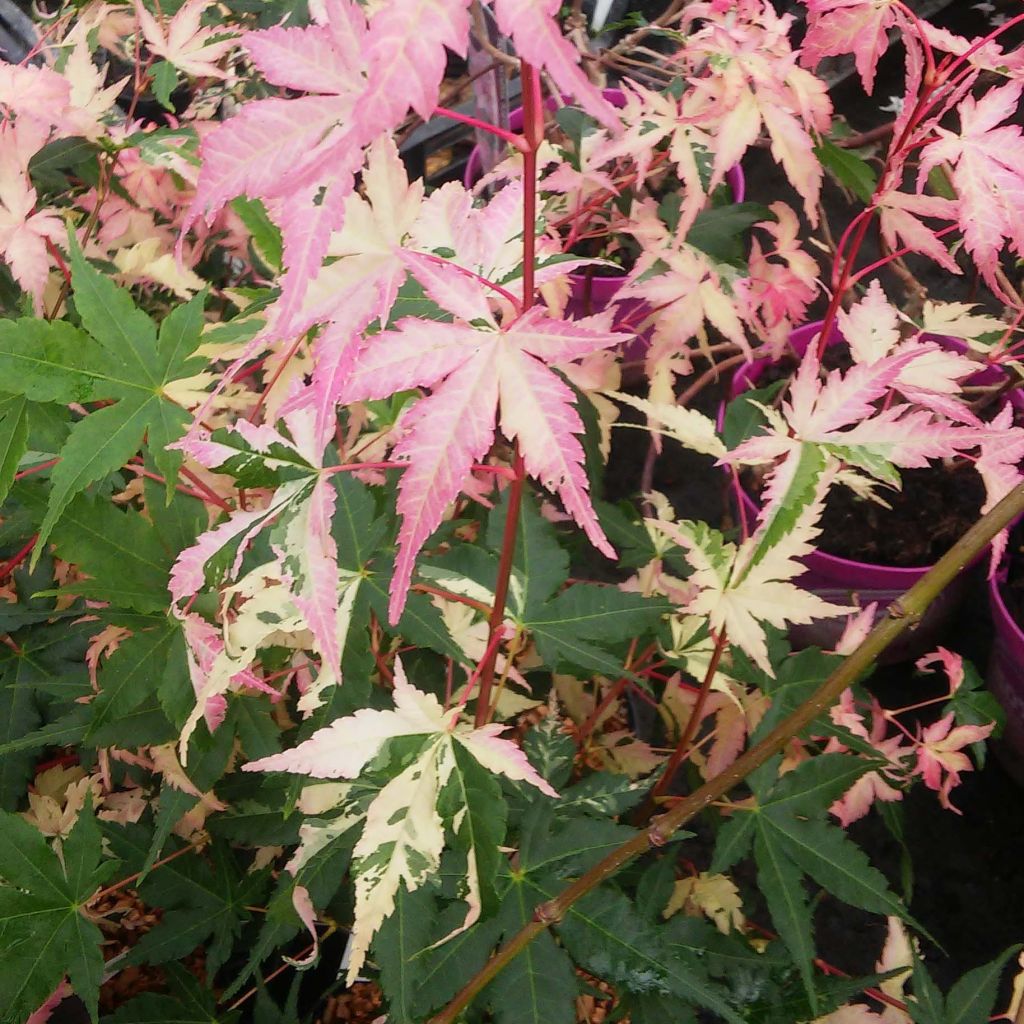 Acer palmatum Asahi Zuru - Japanse esdoorn