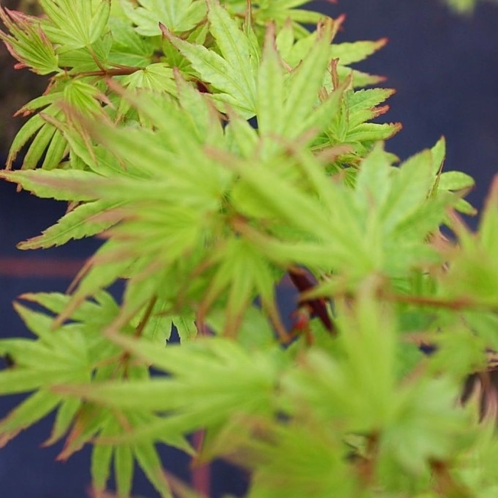 Acer palmatum Berry Broom - Japanse esdoorn