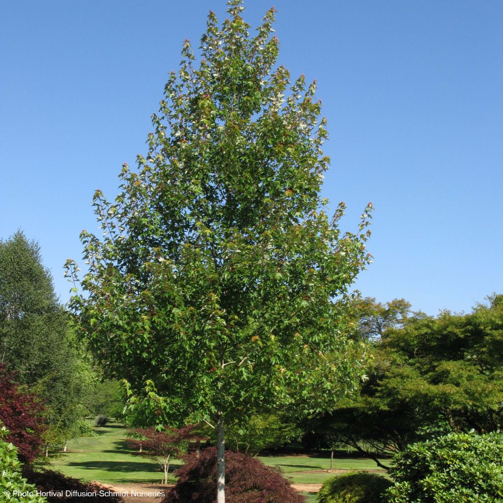 Acer rubrum Redpointe - Rode esdoorn