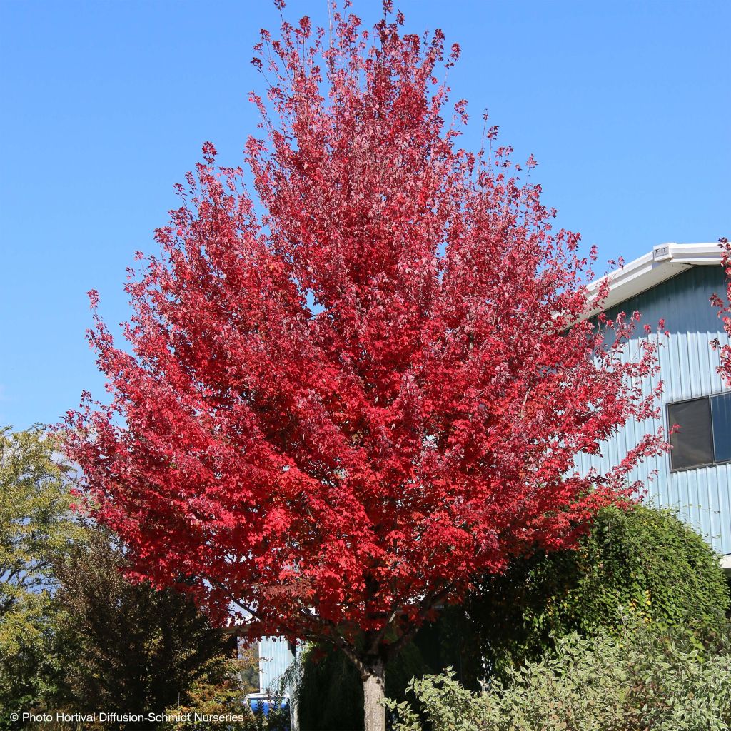 Acer rubrum Redpointe - Rode esdoorn