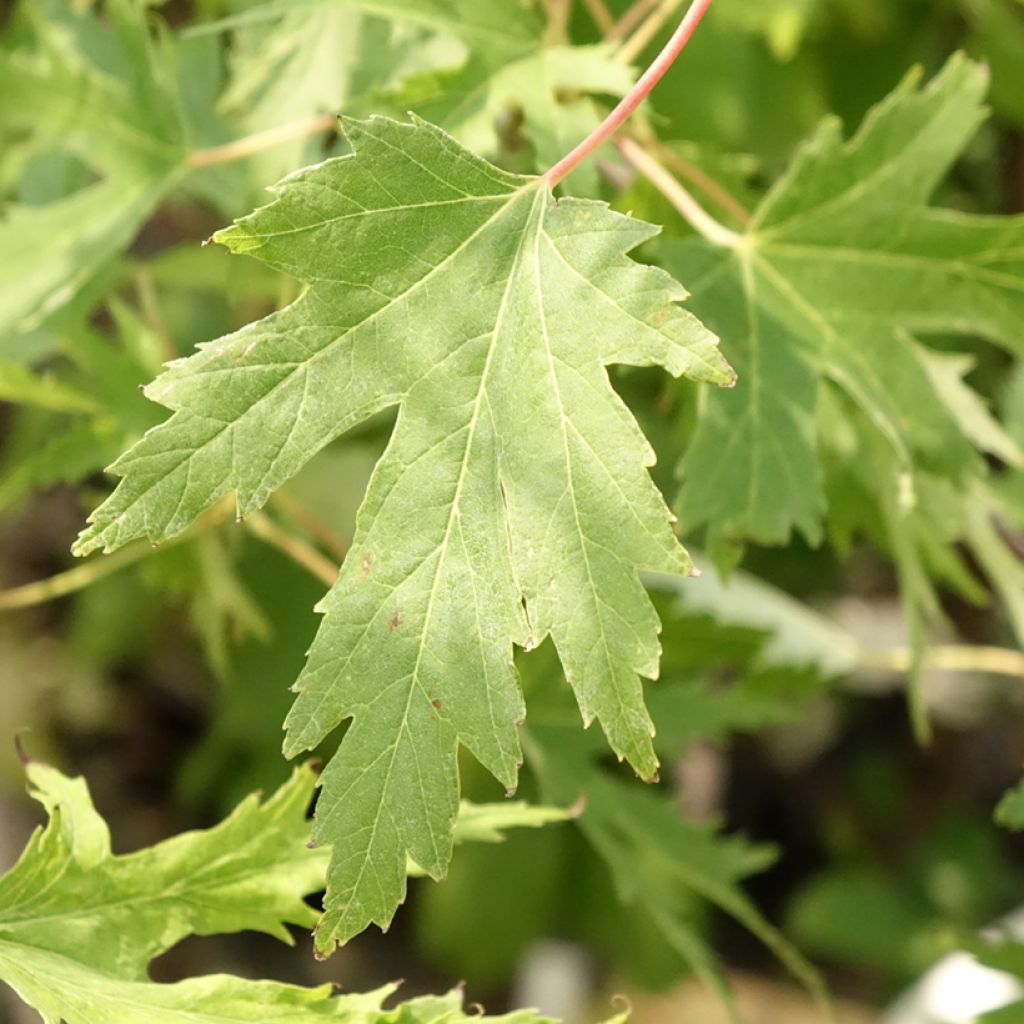 Acer saccharinum Laciniatum Wieri - Zilveresdoorn