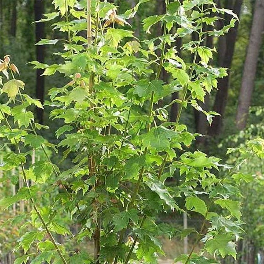 Acer rubrum Armstrong - Freemans esdoorn