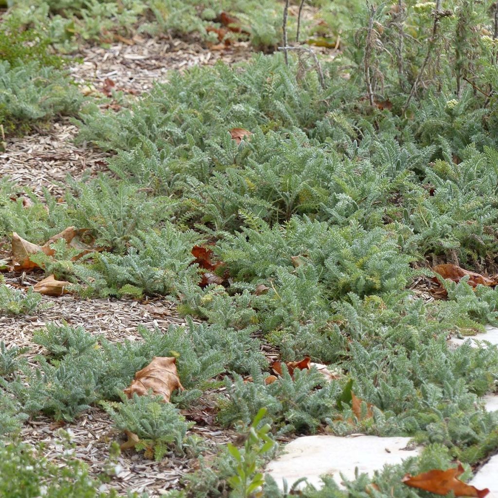 Achillea crithmifolia - Duizendblad