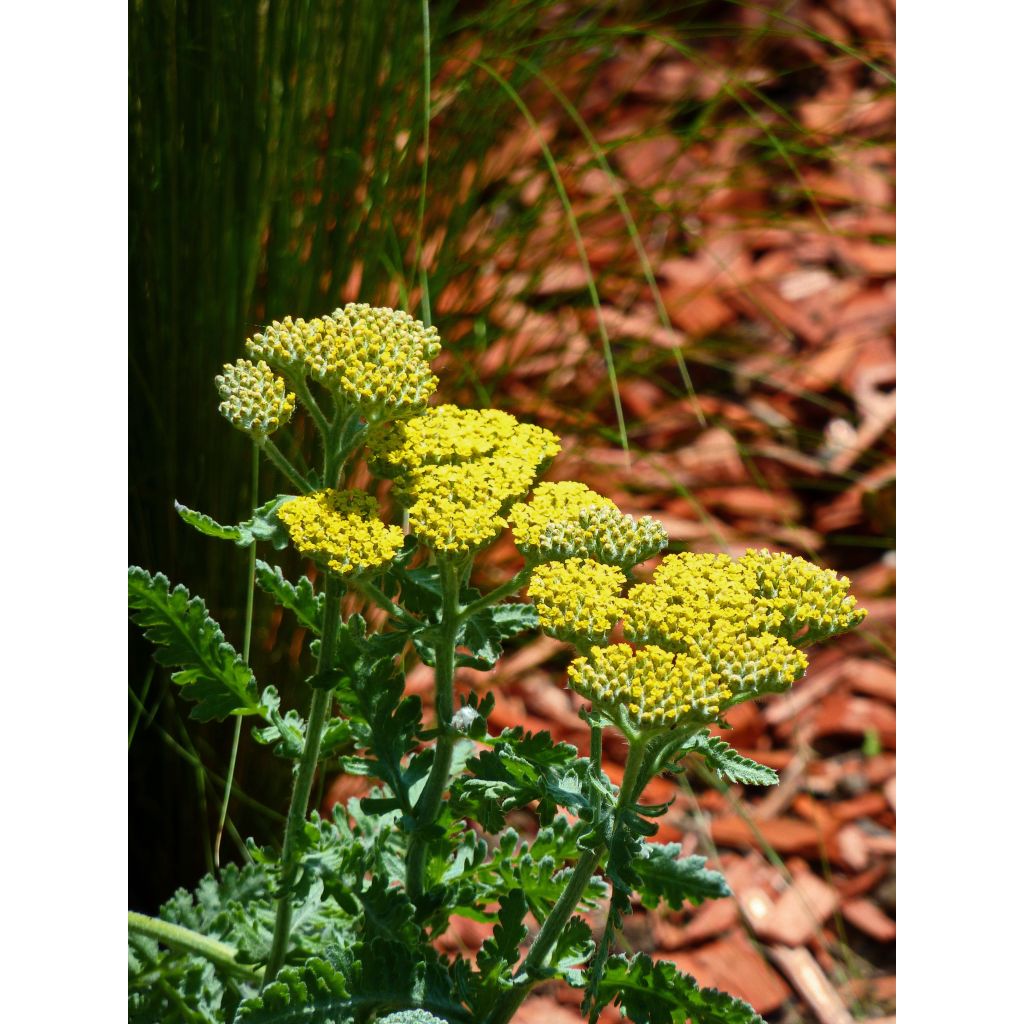Achillea hybride Little Moonshine - Duizendblad