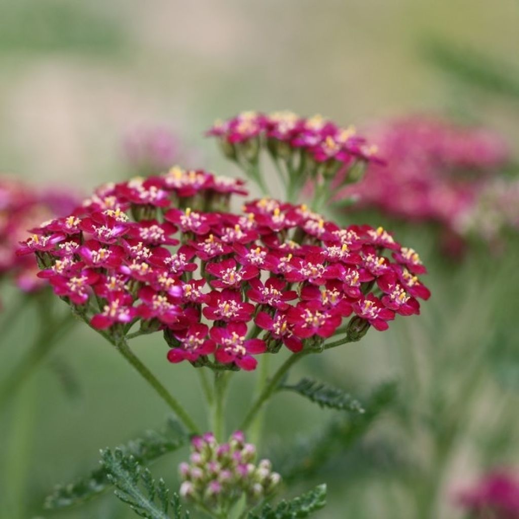 Achillea millefolium Cerise Queen - Duizendblad