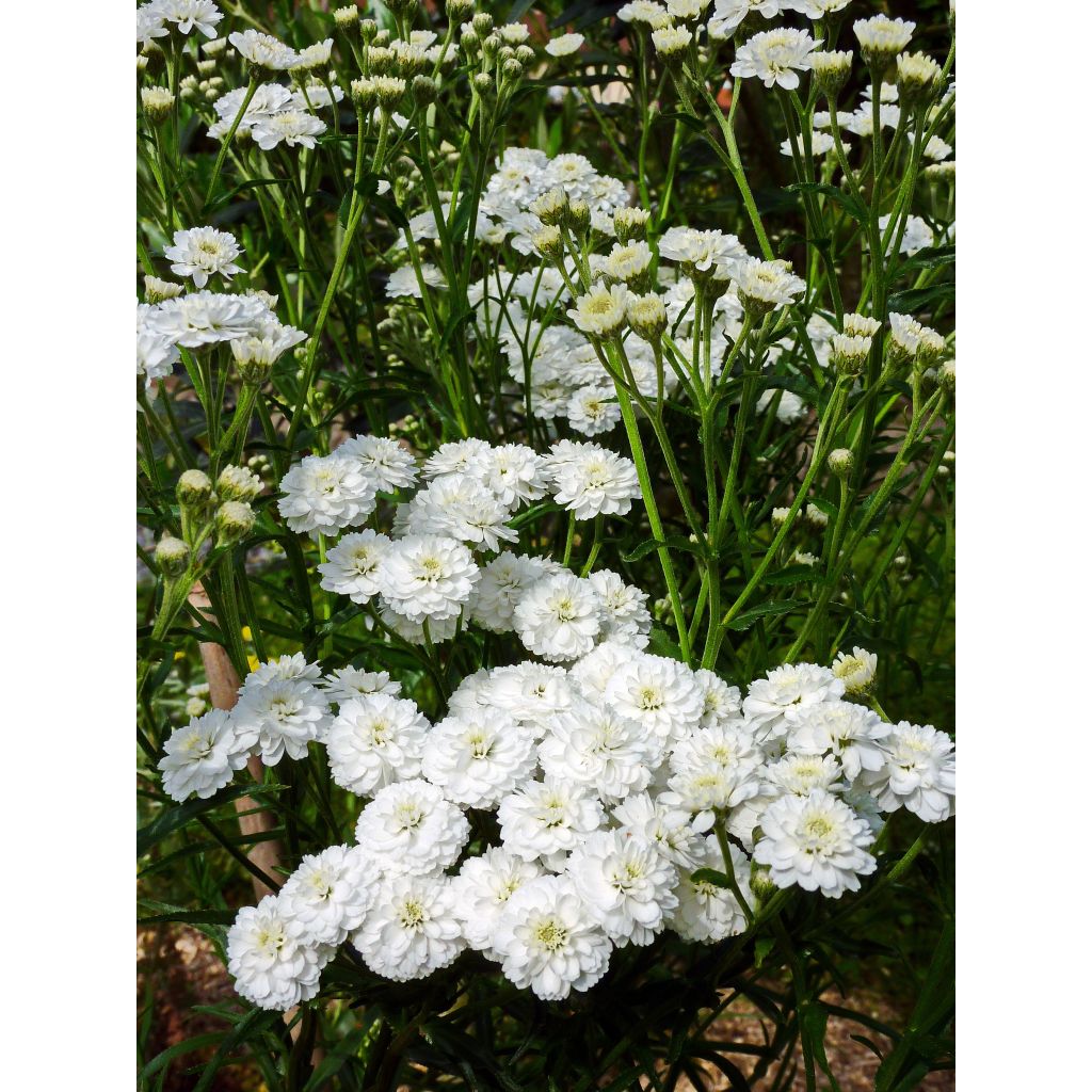 Achillea ptarmica Perry's White - Wilde bertram