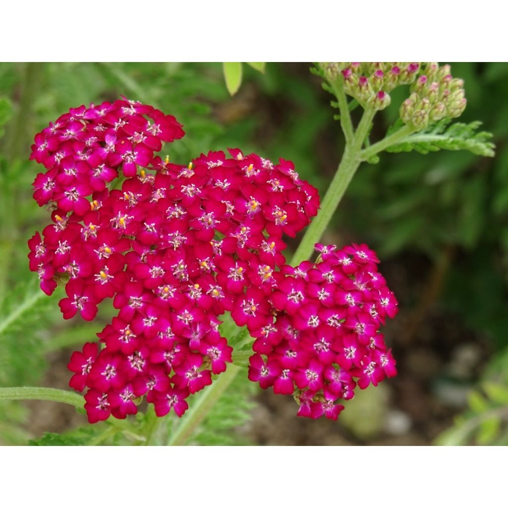 Achillea millefolium Cerise Queen - Duizendblad