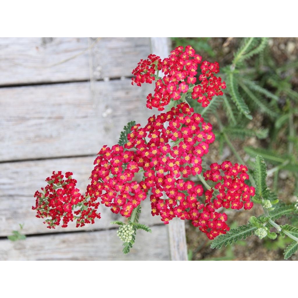 Achillea millefolium Paprika - Duizendblad