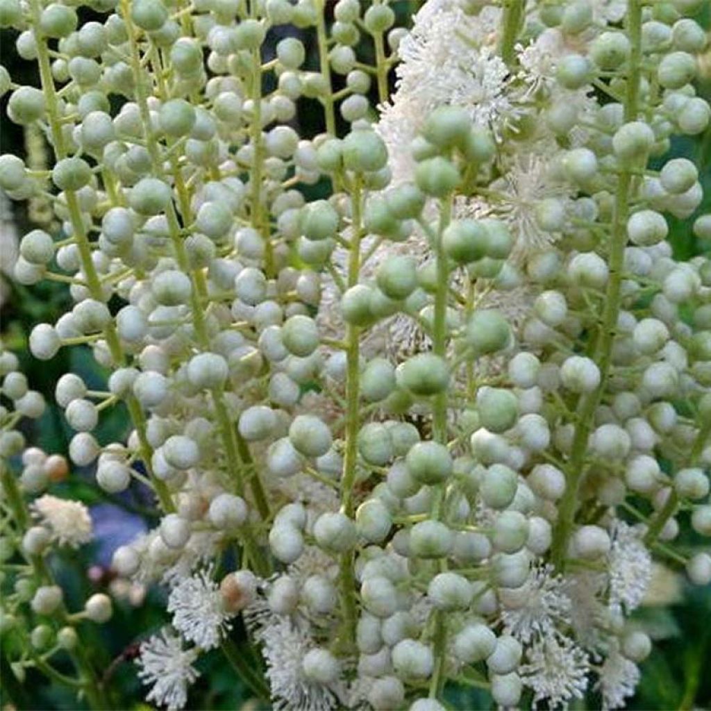 Actaea dahurica - Zilverkaars