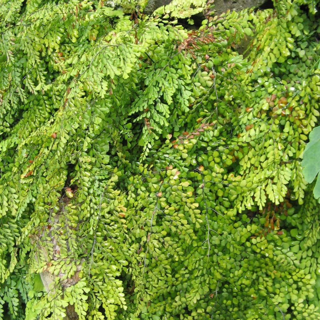 Adiantum venustum - Venushaar