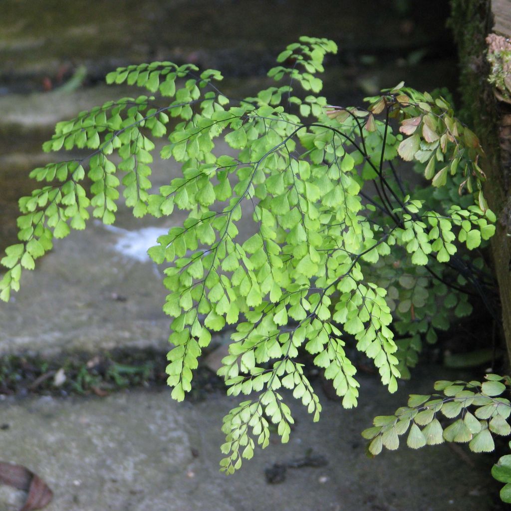 Adiantum venustum - Venushaar