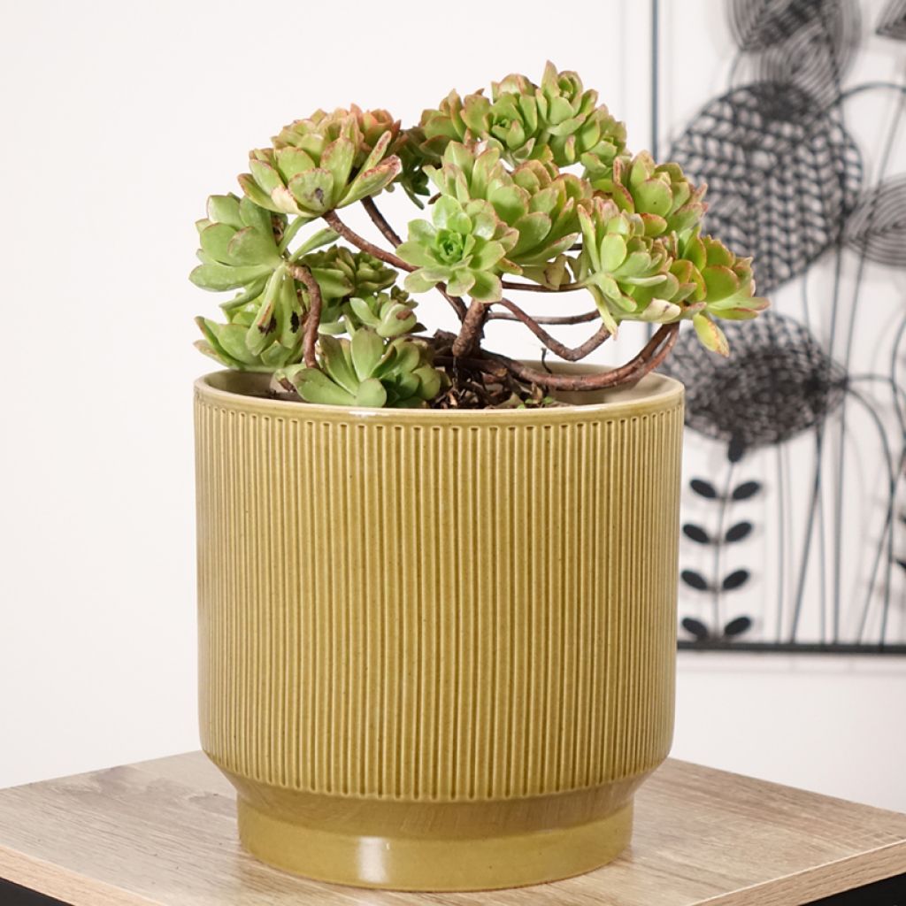 Aeonium Bronze Medal - Zwartkop