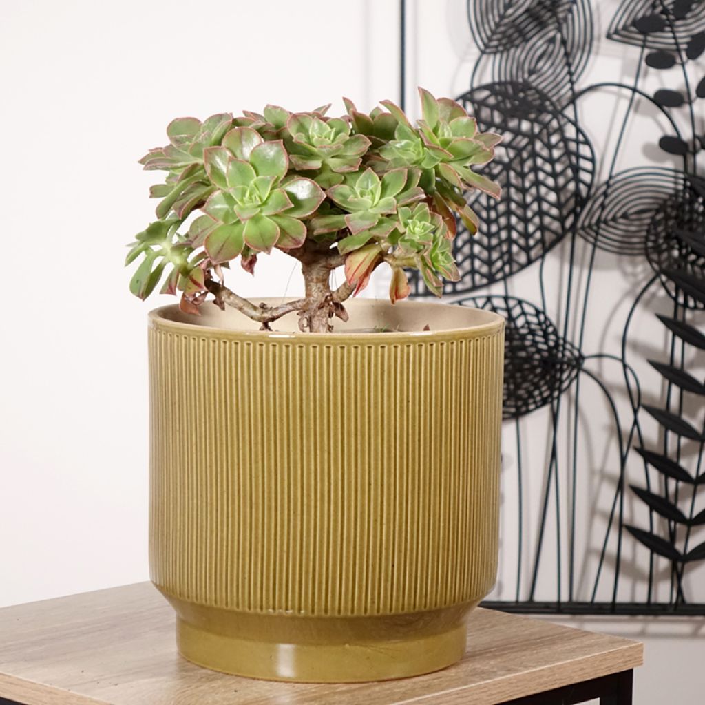 Aeonium leucoblepharum Yemen - Red Stripe