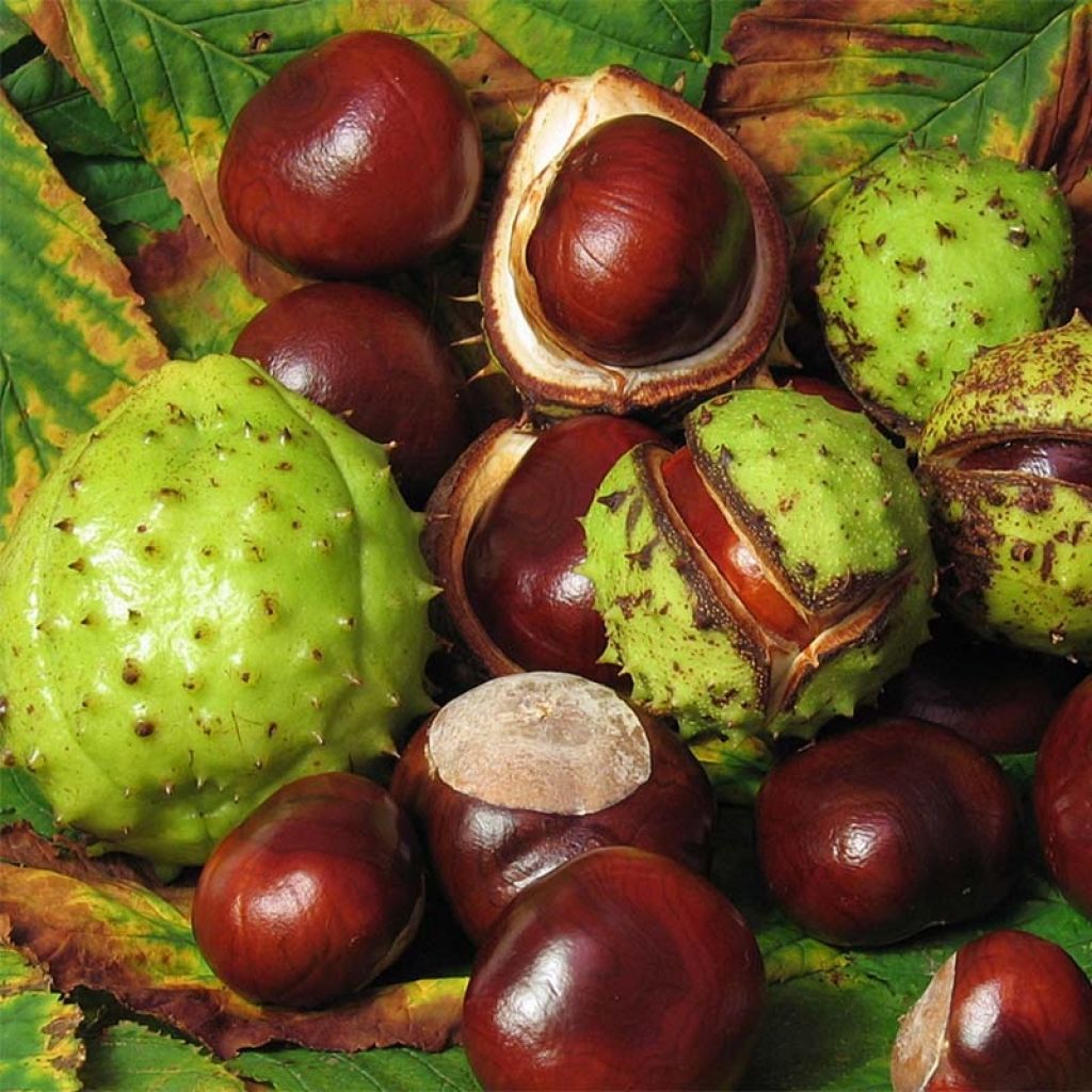 Aesculus hippocastanum - Witte paardenkastanje