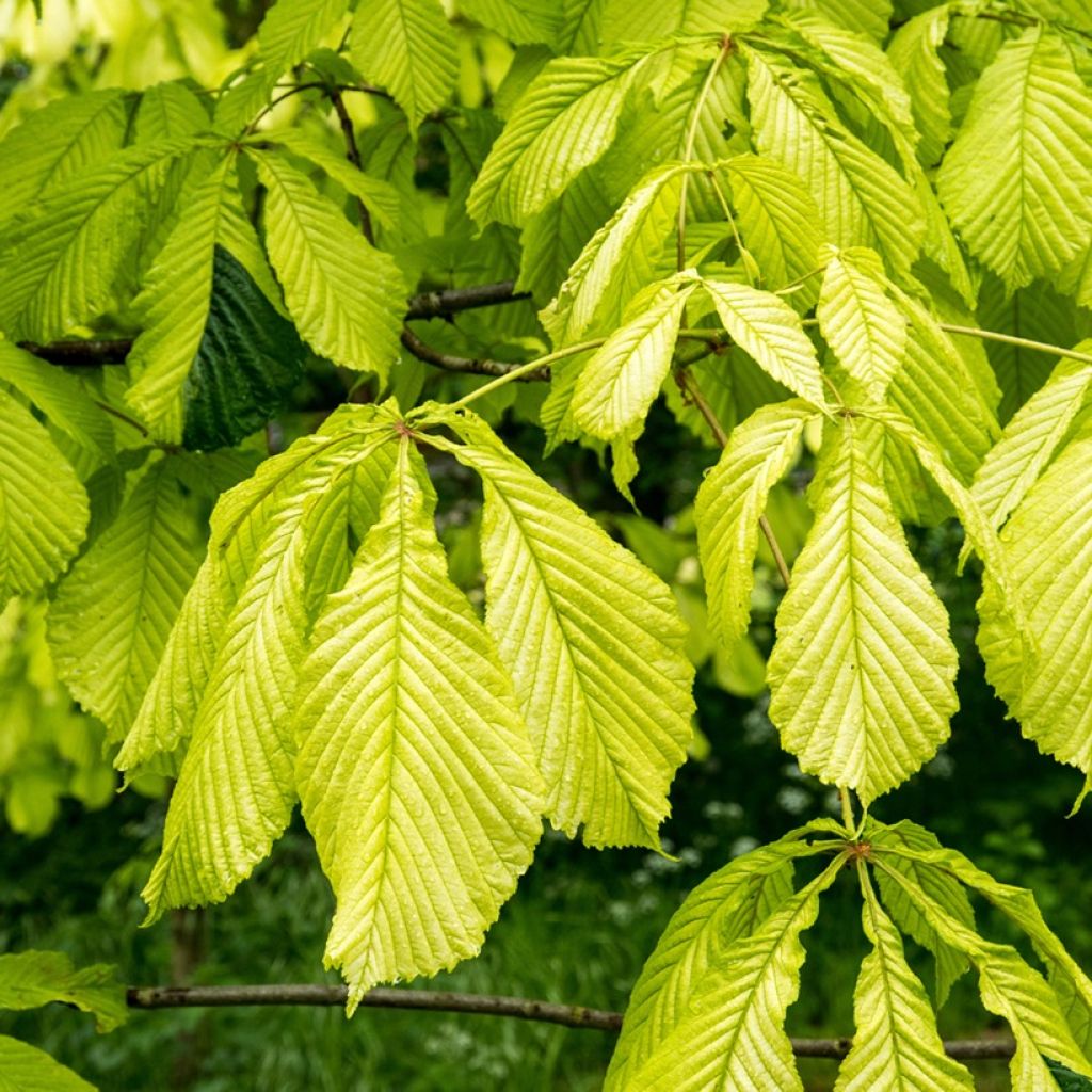Aesculus hippocastanum Wisselink - Witte paardenkastanje