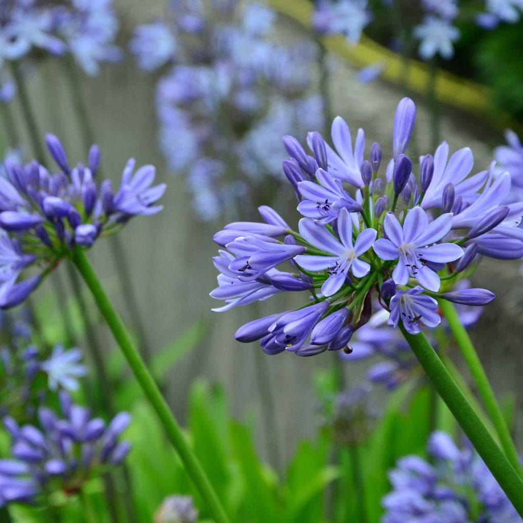 Agapanthus Blue Giant - Afrikaanse lelie