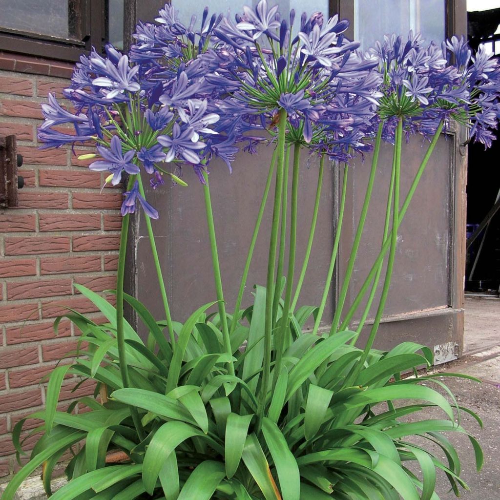 Agapanthus Blue Giant - Afrikaanse lelie
