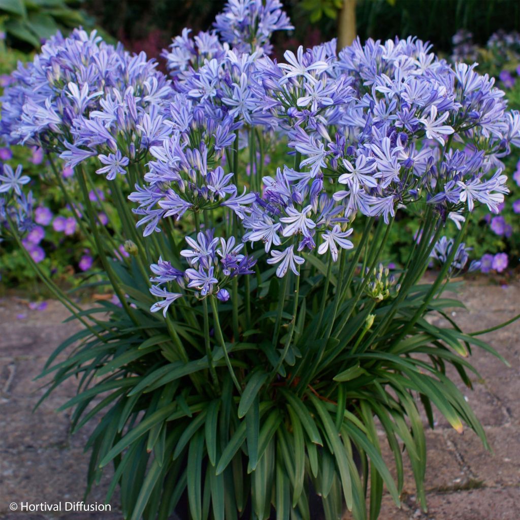 Agapanthus Charlotte - Afrikaanse lelie