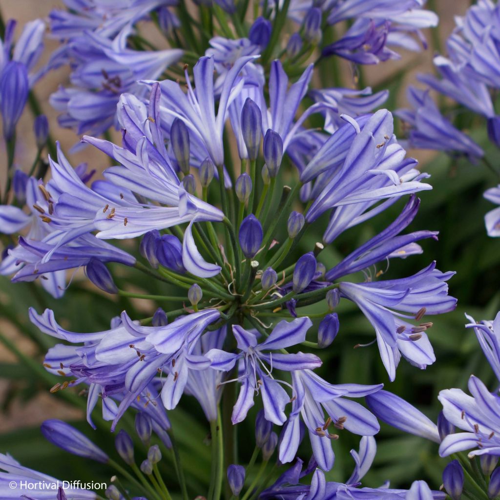 Agapanthus Charlotte - Afrikaanse lelie